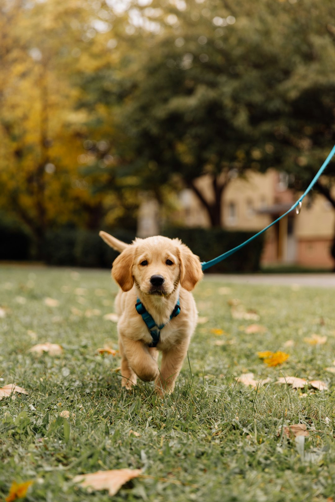 Golden Retriever puppy walking on leash during training outdoors
