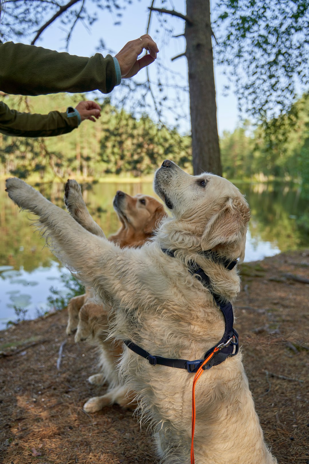 Two Golden Retrievers receiving treats during reward-based training outdoors